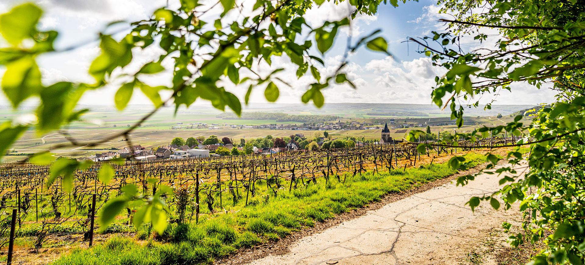 Vignoble