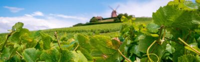 Photo de vignes et un moulin