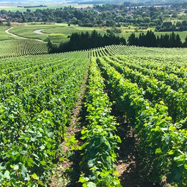 champagne franck debut hermonville - Tourisme dans la Marne en Champagne