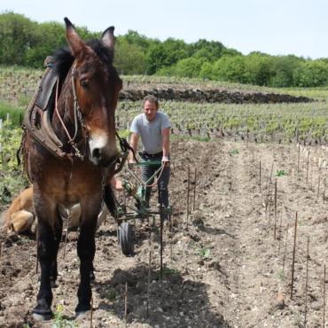 champagne heucq pere fils cuisles 3 - Tourisme dans la Marne en Champagne