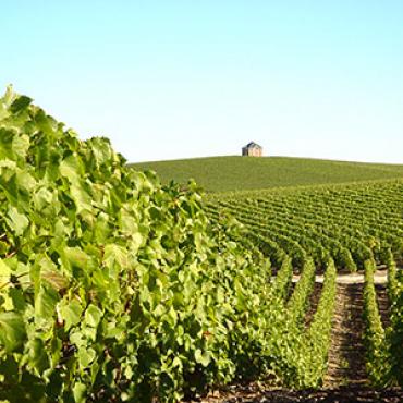 champagne m hostomme chouillycchampagne m hostomme5 - Tourisme dans la Marne en Champagne