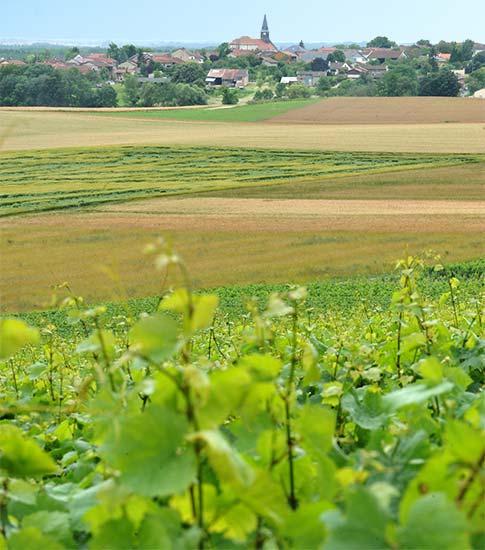 changy 1 - Tourisme dans la Marne en Champagne