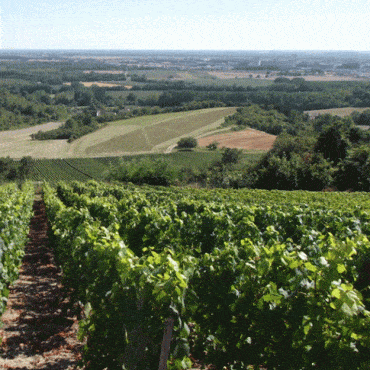 coteaux vitryatscapcvv 6 - Tourisme dans la Marne en Champagne