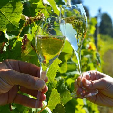 flutes vignoble hautvillerscc manquillet collcdt marne 1 - Tourisme dans la Marne en Champagne