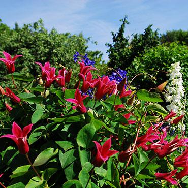 jardin du petit closch guillaume collcdt marne 26 - Tourisme dans la Marne en Champagne