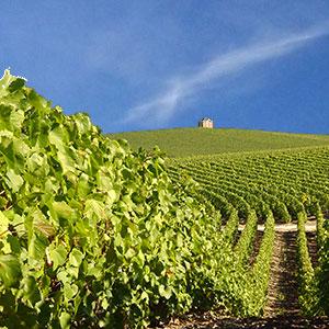 paysagecpouget jm fotoliacom - Tourisme dans la Marne en Champagne