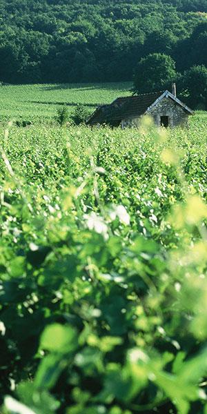 vignescjfmallet colladt marne - Tourisme dans la Marne en Champagne
