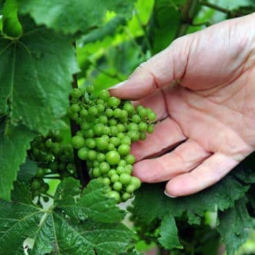vignoble changycc manquillet coll adt marne4 - Tourisme dans la Marne en Champagne