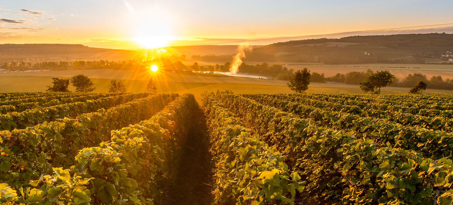 Weinbaugebiet Champagne