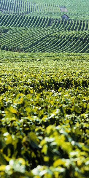 vignoblecg fleuri colladt marne17 - Tourisme dans la Marne en Champagne