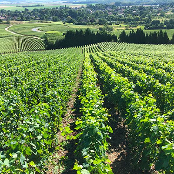 champagne franck debut hermonville - Tourisme dans la Marne en Champagne