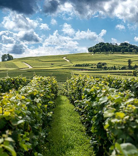 jouylesreims - Tourisme dans la Marne en Champagne