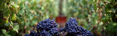 raisin vendangescegoulet colladt marne1 - Tourisme dans la Marne en Champagne