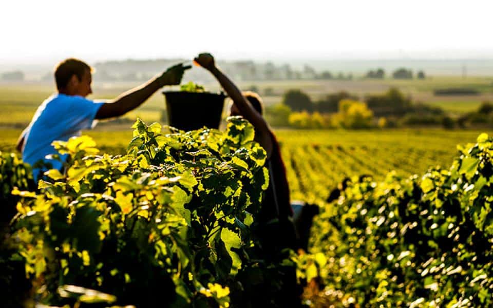 vendanges 0 - Tourisme dans la Marne en Champagne