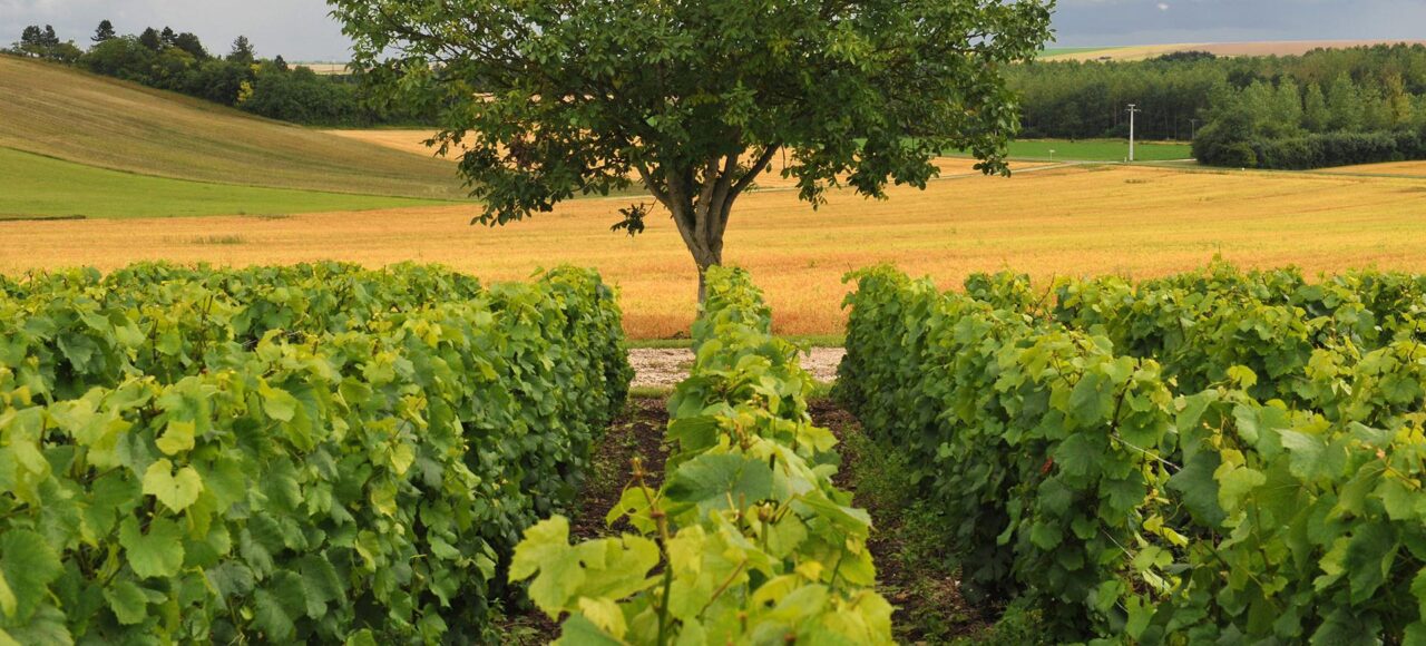 vignoble changycc manquillet coll adt marne3 - Tourisme dans la Marne en Champagne