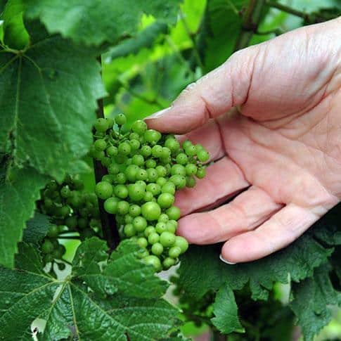 vignoble changycc manquillet coll adt marne4 - Tourisme dans la Marne en Champagne