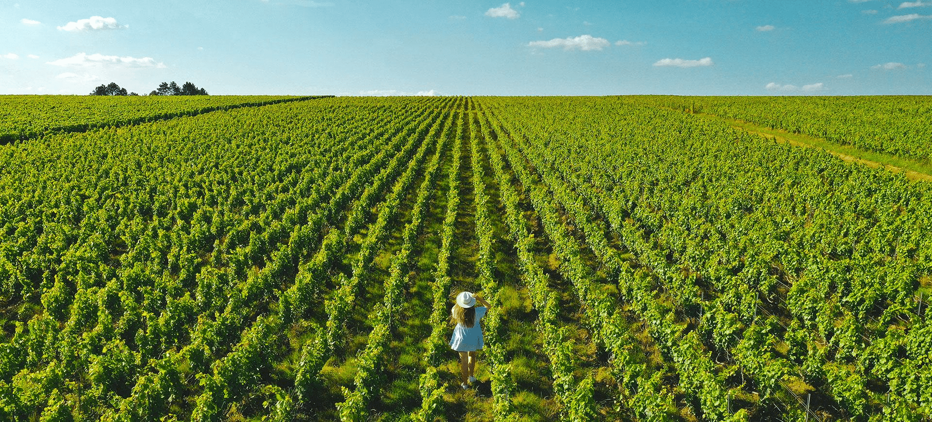 Un vignoble en Champagne