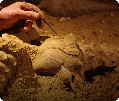 Un fossile