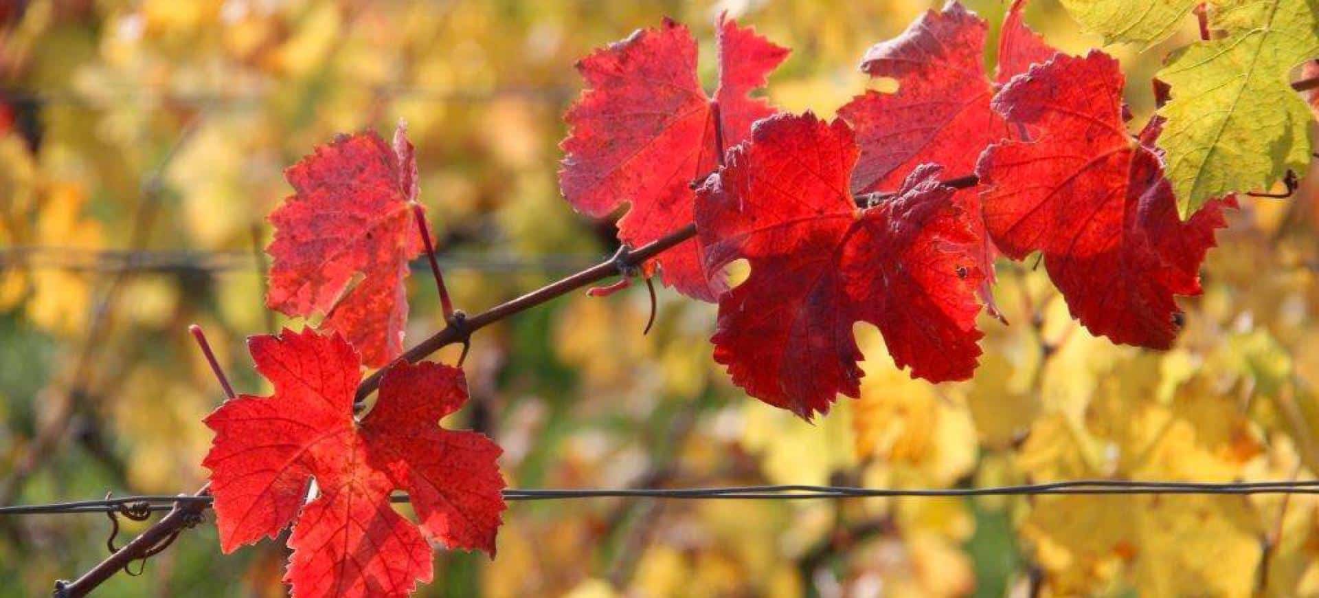 Hojas de vid en otoño