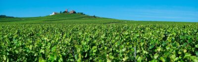 vignoble verzenaycpixabay 0 - Tourisme dans la Marne en Champagne