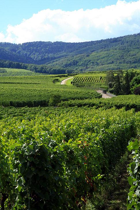vignoblecfotokate fotoliacom collcdt marne - Tourisme dans la Marne en Champagne