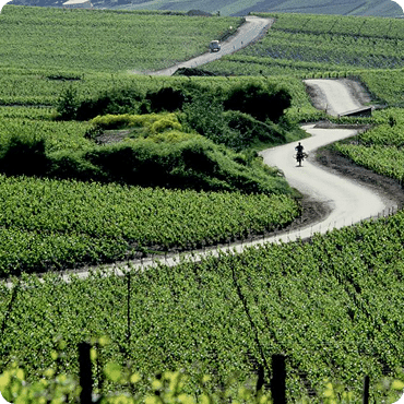 Une route au milieu des vignes